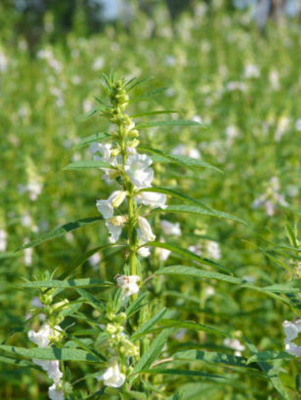 Untitled design (13)