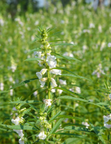 Untitled design (17)